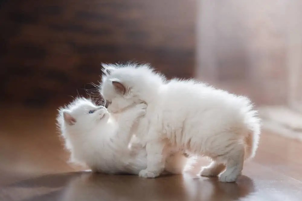 How Much Playtime Does a Ragdoll Cat Need? Bright Whiskers