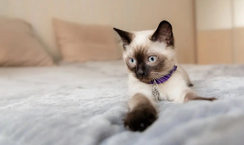 What is the Average Price of a Siamese Cat? Bright Whiskers