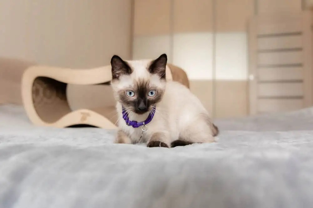 How Much a Siamese Cat Would Cost Bright Whiskers