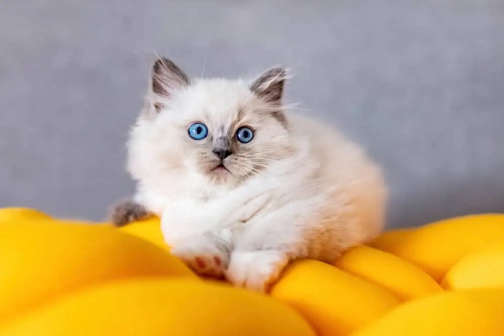 Do Female Ragdoll Cats Go Through Menstruation? Bright Whiskers