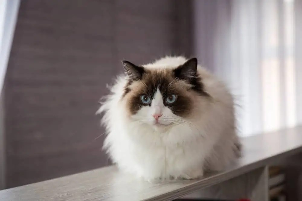 What Kind of Hair Do Ragdolls Have, Long or Short? Bright Whiskers