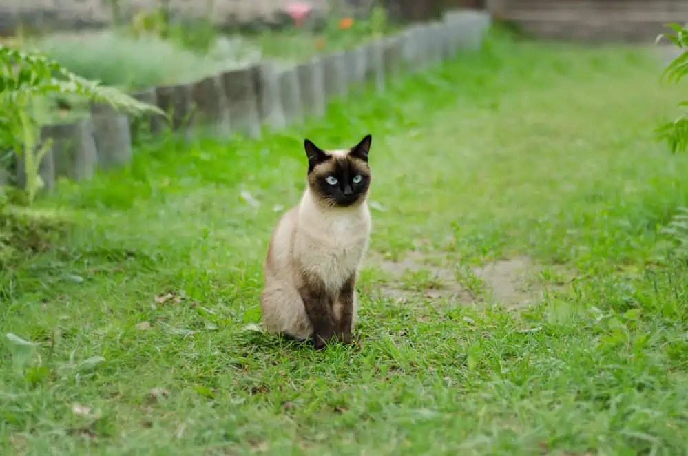 How Sociable Are Siamese Cats When Left Alone? Bright Whiskers