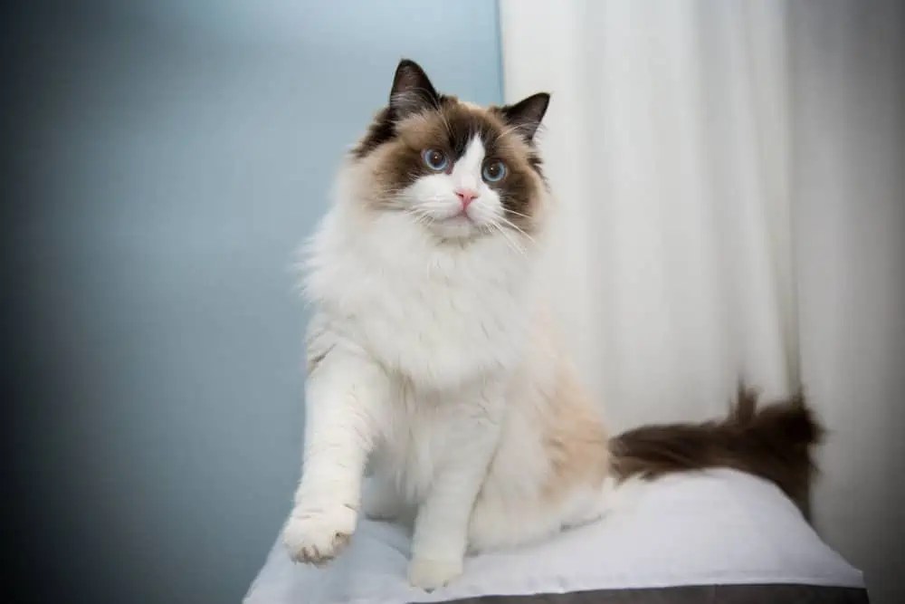 How to Begin Breeding Ragdoll Cats Bright Whiskers