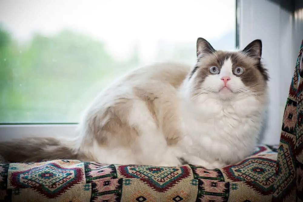 Ragdoll Cats and Their Owners' Attachment Bright Whiskers