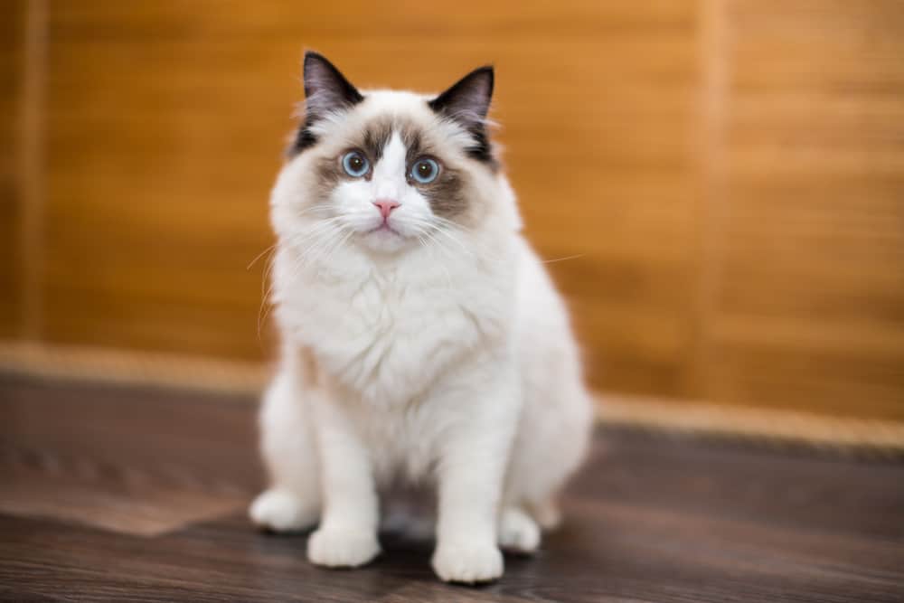 Is the Ragdoll Cat a Rare Breed? Bright Whiskers