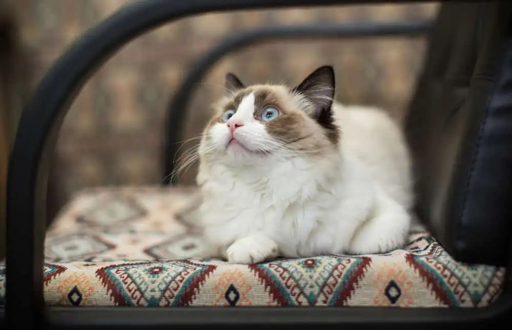 How Old Should a Ragdoll Cat Be to Fluffy Bright Whiskers