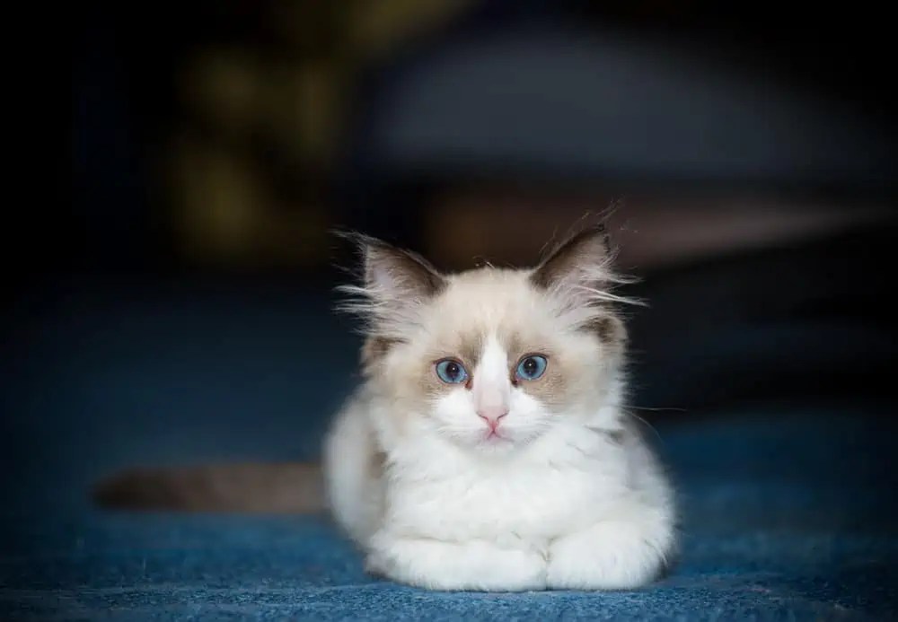 How Floppy Are Ragdoll Cats? Bright Whiskers