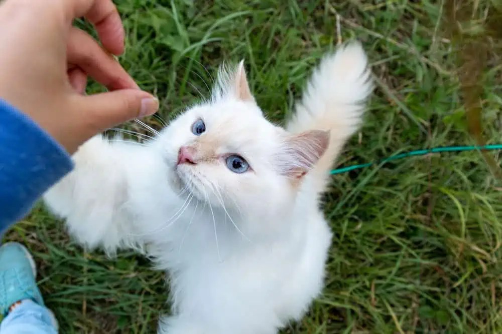 Ragdoll Cat Training Techniques Bright Whiskers