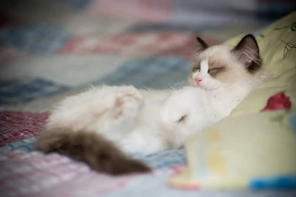 Where Do Ragdoll Cats Prefer to Sleep? Bright Whiskers