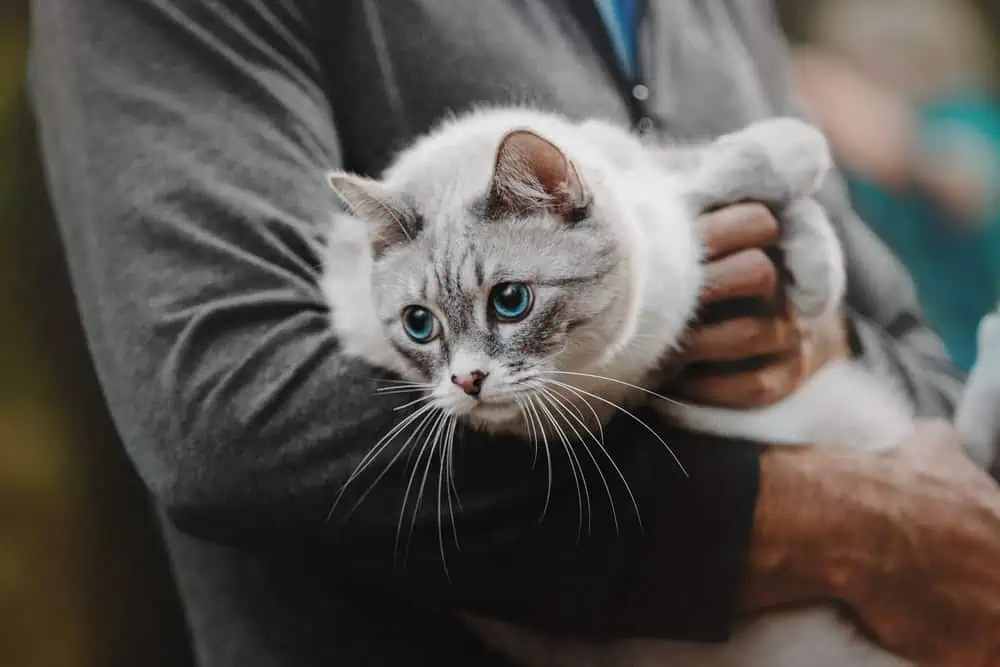 Do You Sleep With Your Ragdoll Cat? Bright Whiskers