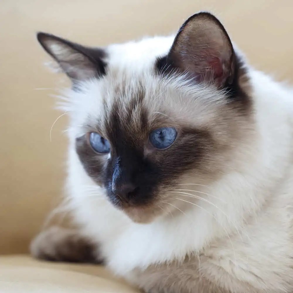 The Benefits of Keeping Ragdoll Cats Inside Bright Whiskers