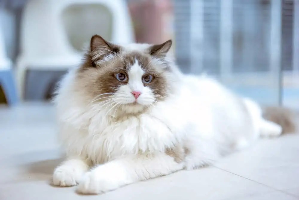 What Are the Disadvantages of Owning a Ragdoll Cat? Bright Whiskers