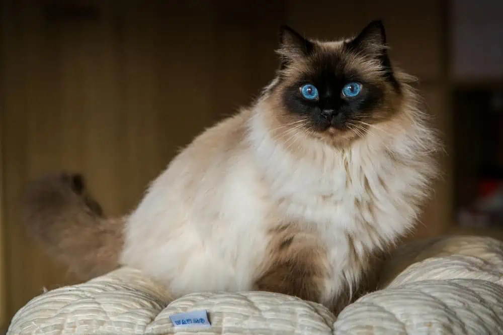 The Life Expectancy of Siamese Ragdoll Cats Bright Whiskers