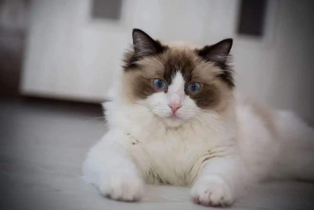 How to Keep Ragdoll Cats Cool in the Summer Bright Whiskers