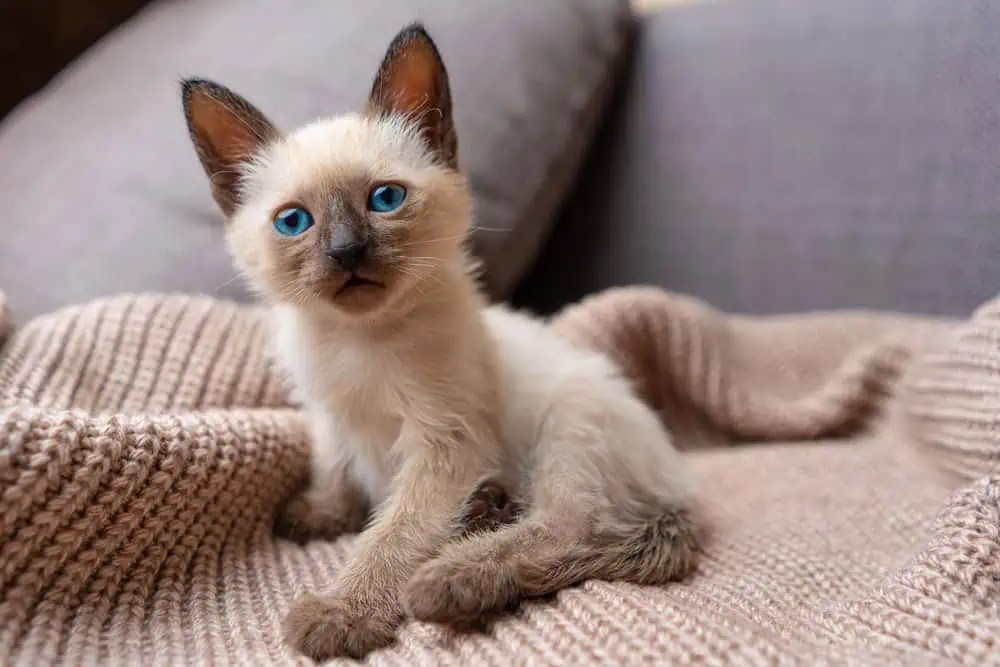 Why Does My Siamese Cat's Color Change? Bright Whiskers