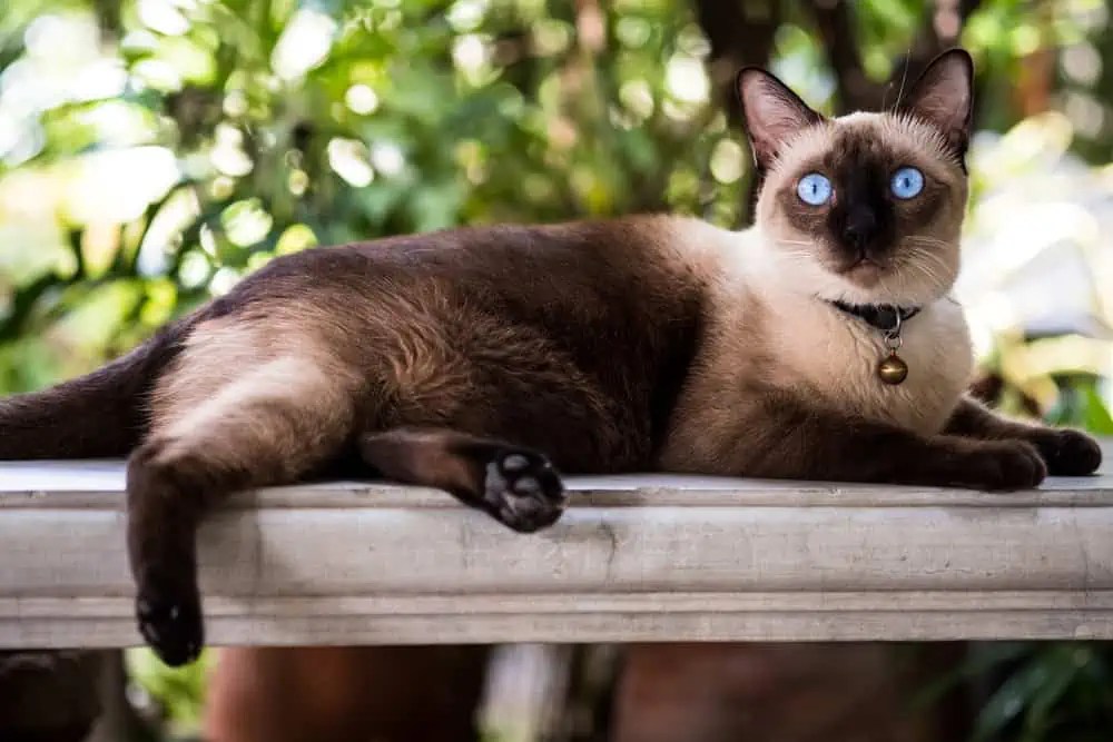 Why Are Siamese Cats So Popular With People? Bright Whiskers