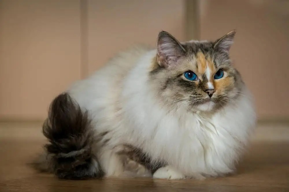 Why Does My Ragdoll Cat Have Short Hair? Bright Whiskers