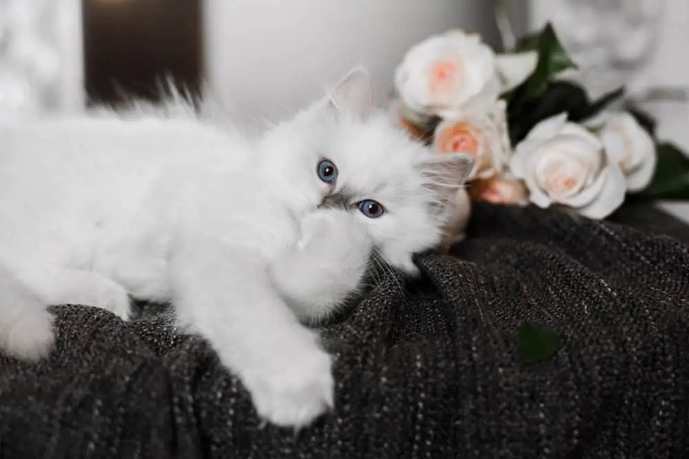 Can Ragdoll Cats Be Kept Indoors? Bright Whiskers