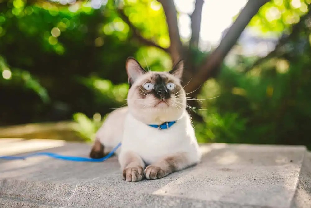 What Causes Siamese Cats' Eyes to Change Color Bright Whiskers