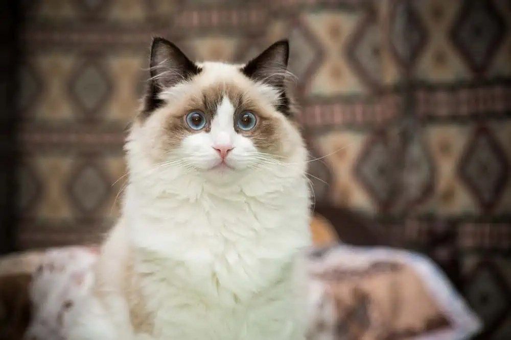 What Distinguishes a Ragdoll Cat From Others? Bright Whiskers