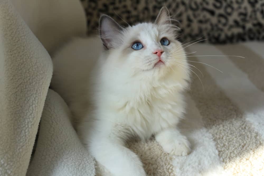 What Makes Ragdoll Cats Unique? Bright Whiskers