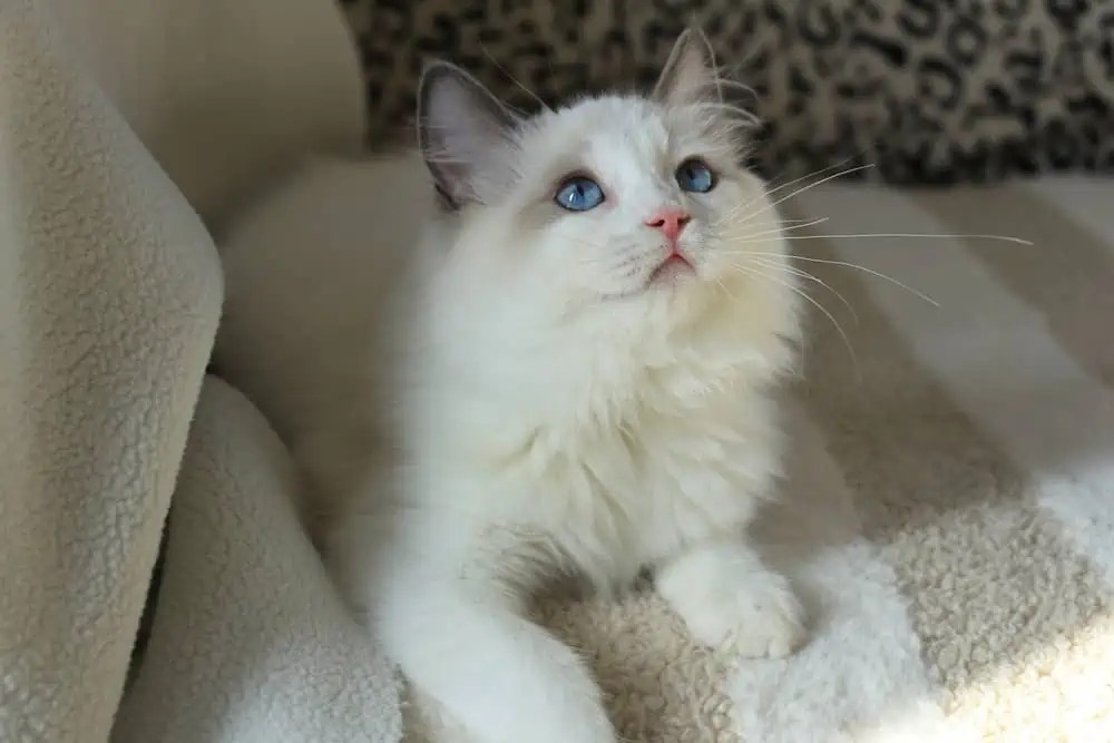 How Do Ragdoll Cats Make Noise? Bright Whiskers