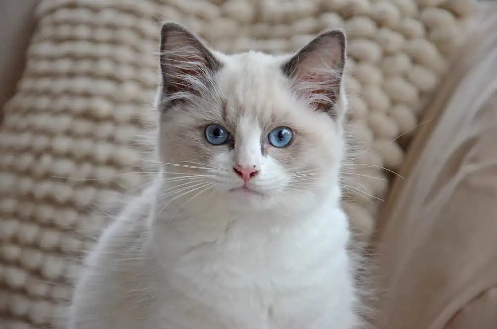 What Makes Ragdoll Cats the Best Bright Whiskers