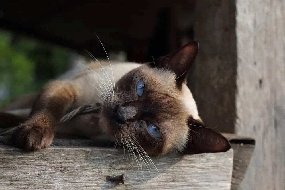 Do Siamese Cats Have a Favorite Person? Bright Whiskers