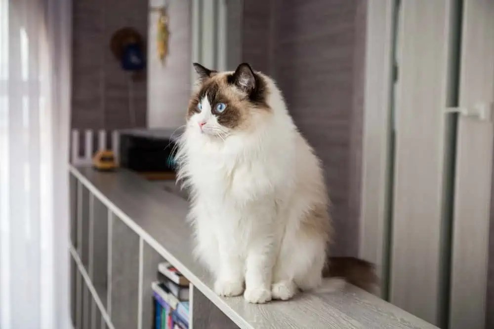 Why is My Ragdoll Cat's Fur Falling Out? Bright Whiskers