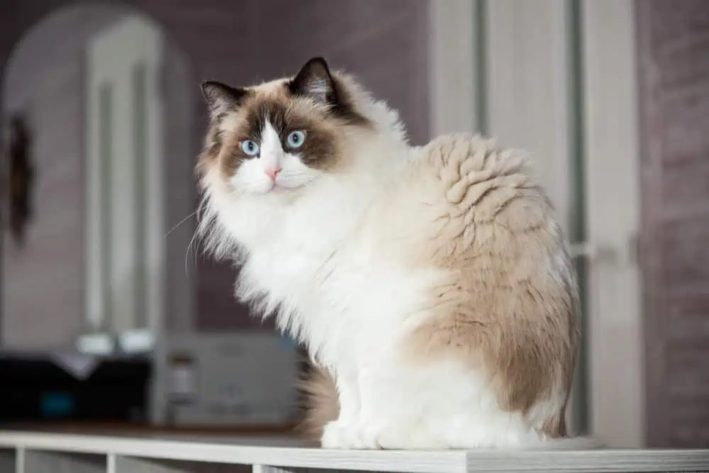 What Traits Do Ragdoll Cats Possess? Bright Whiskers