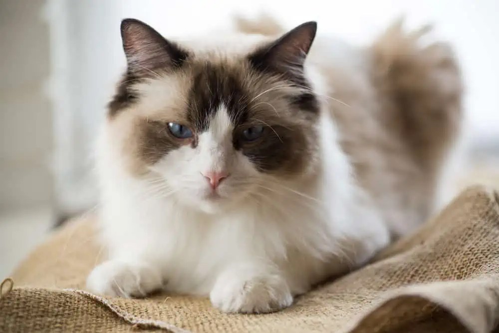 Why Do Ragdoll Cats Not Cause Allergies in People? Bright Whiskers