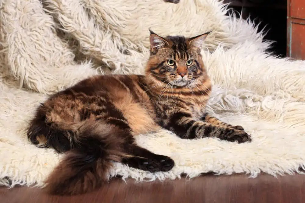 When Do Maine Coons Develop Their Full Coats? Bright Whiskers