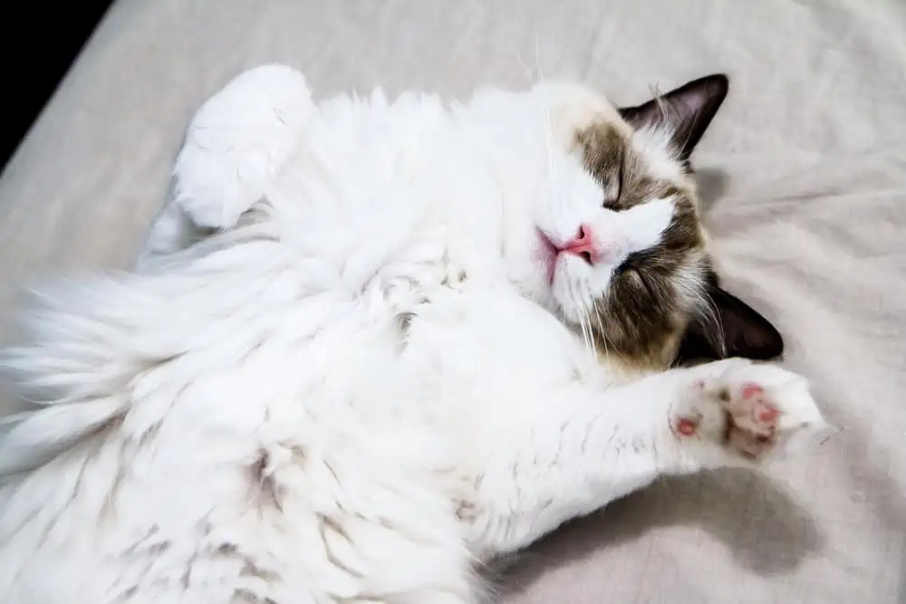 Ragdoll Cats' Sleep Requirements Bright Whiskers
