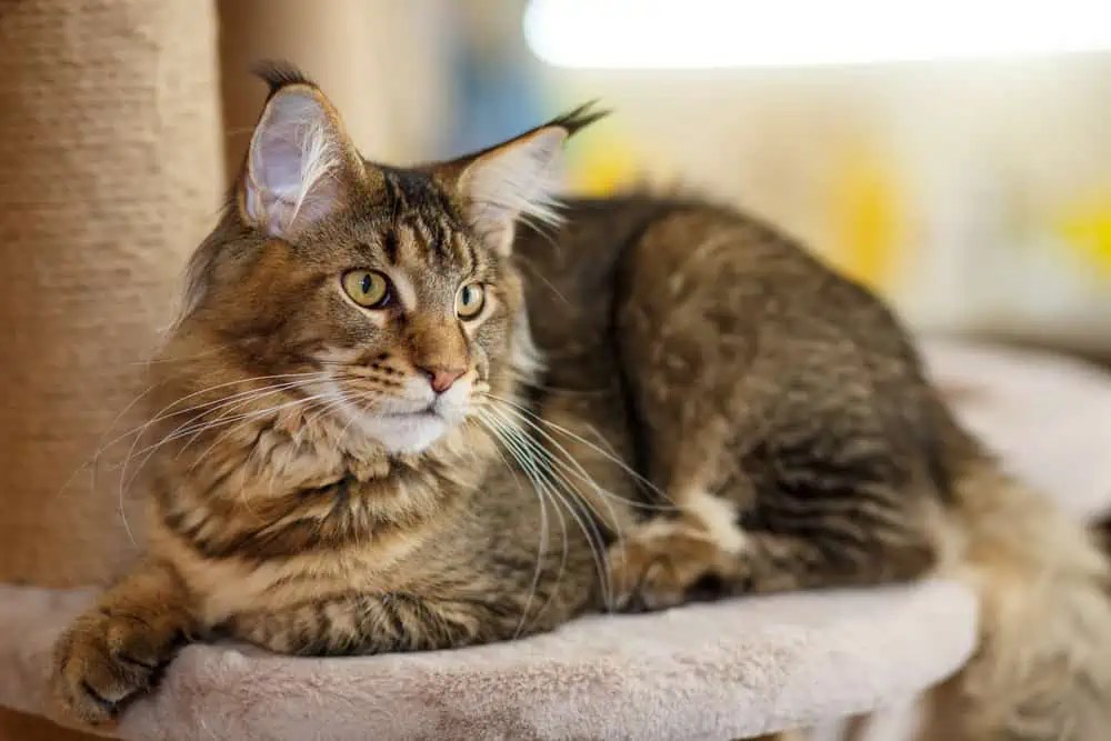 Why Does My Maine Coon Act So Affectionately? Bright Whiskers