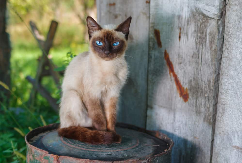 Why Do Siamese Cats Have Vision Issues? Bright Whiskers