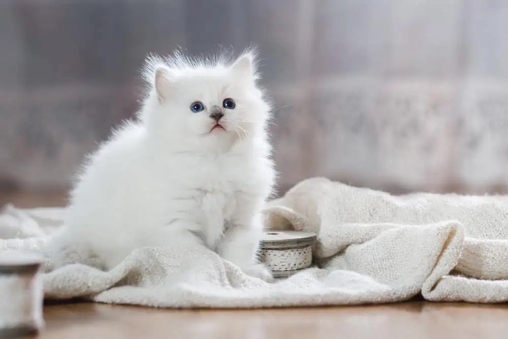 Why Does My Ragdoll Cat Have So Much Shedding? Bright Whiskers