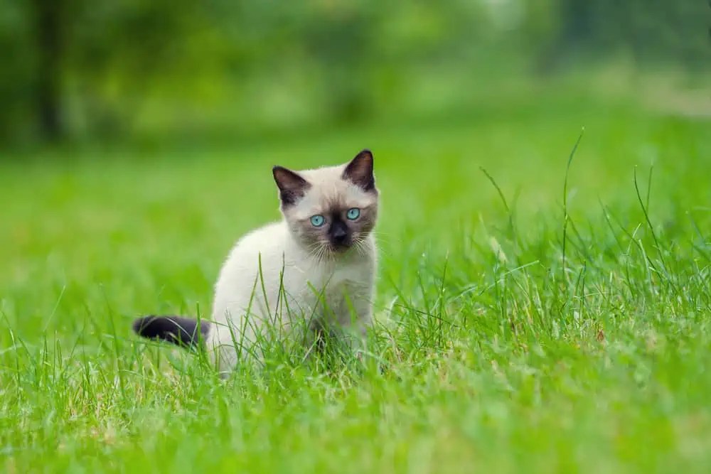 Why Does My Siamese Cat Cry All the Time? Bright Whiskers