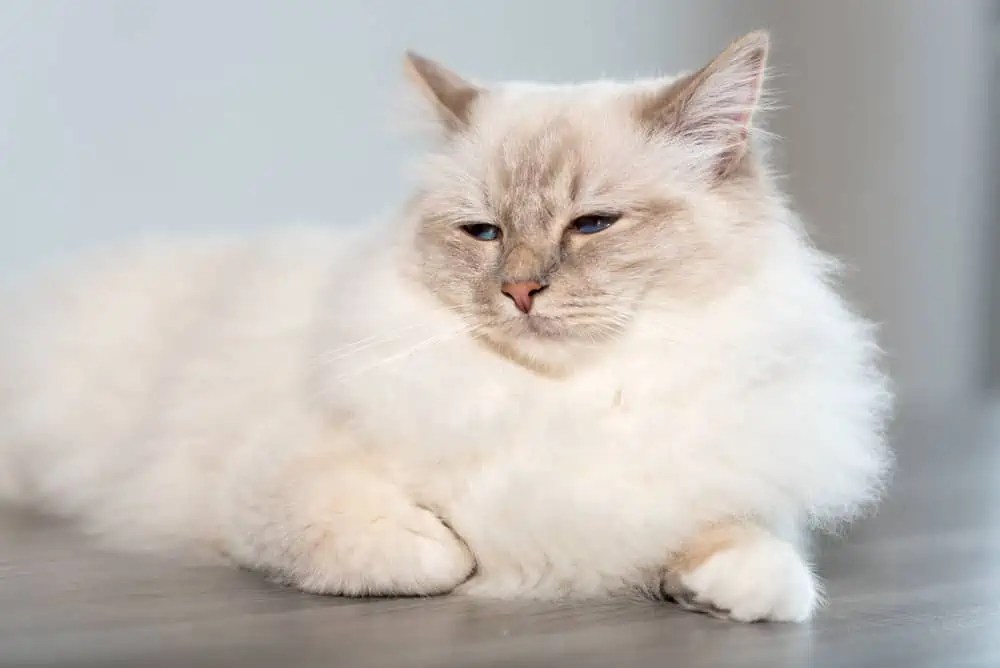 Why is My Ragdoll Cat Sneezing? Bright Whiskers