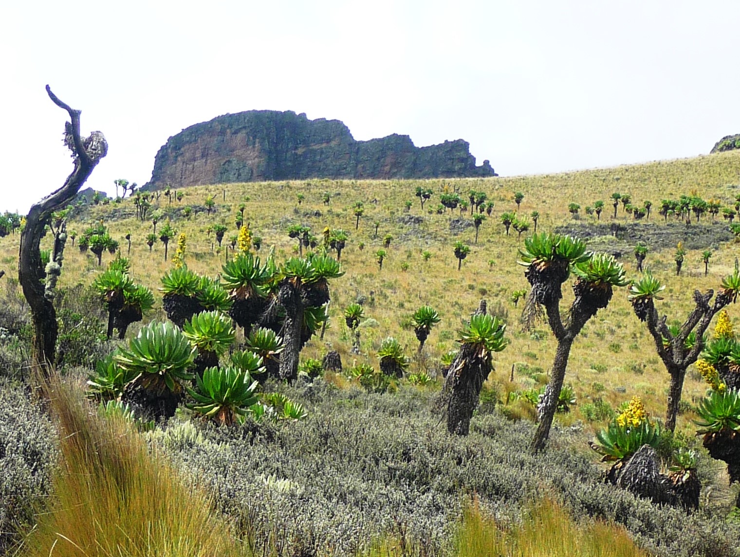 Réserve nationale de Mount Elgon