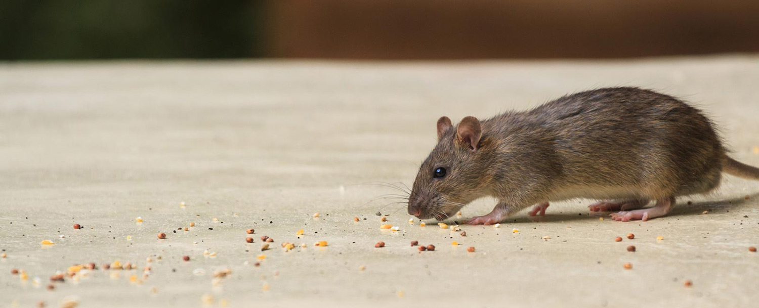 Proper cleaning of rodent feces (Droppings) Brilliex Pest Control