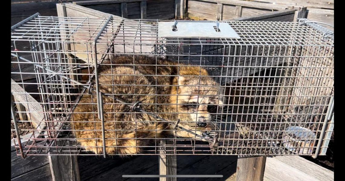 Trapped raccoon relocated far away from the house in Richmond Hill, ON