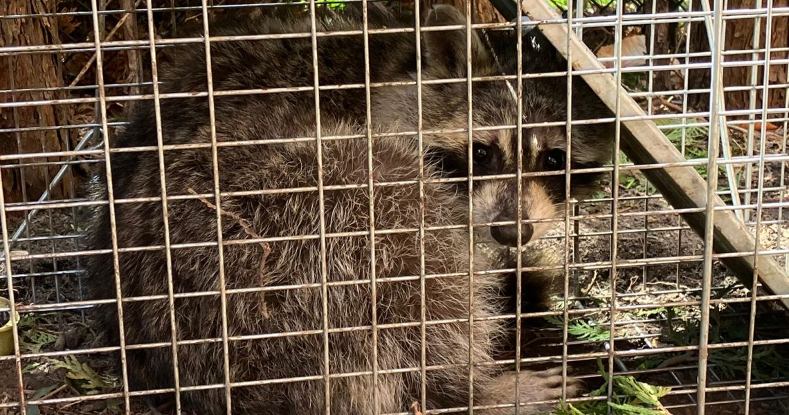 Raccoon trapped and relocated in Mississauga, ON Brilliex Pest Control