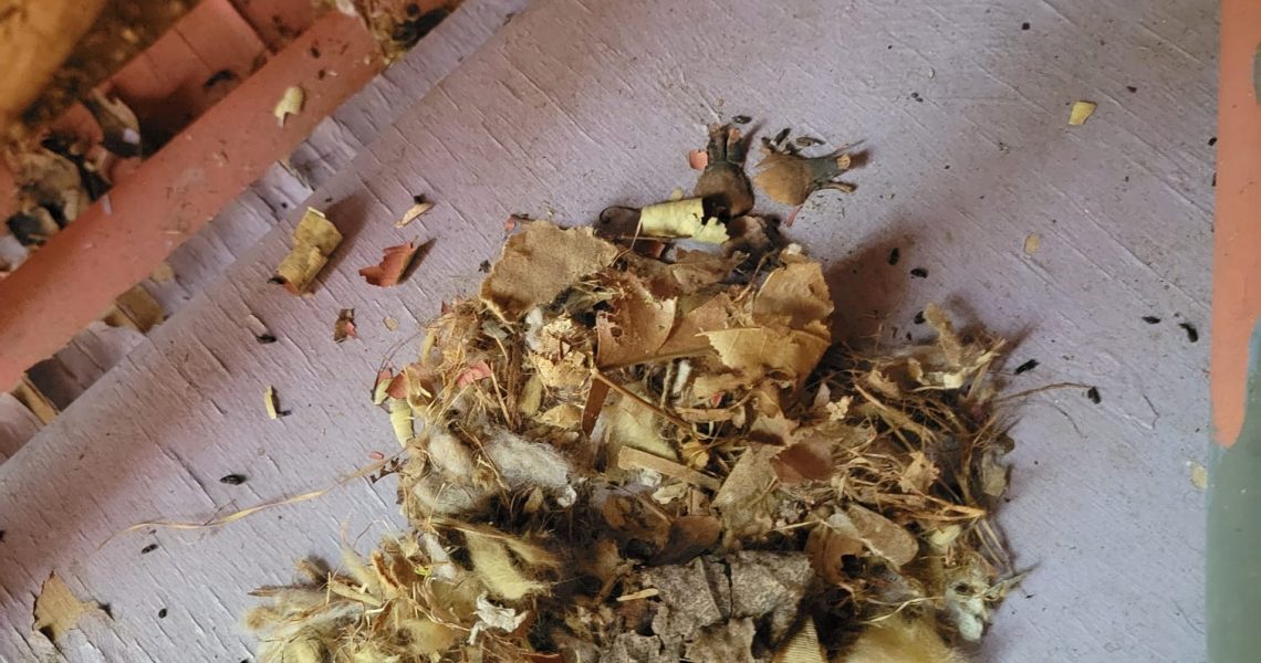 Squirrel nested in an attic in Brampton, ON Brilliex Pest Control