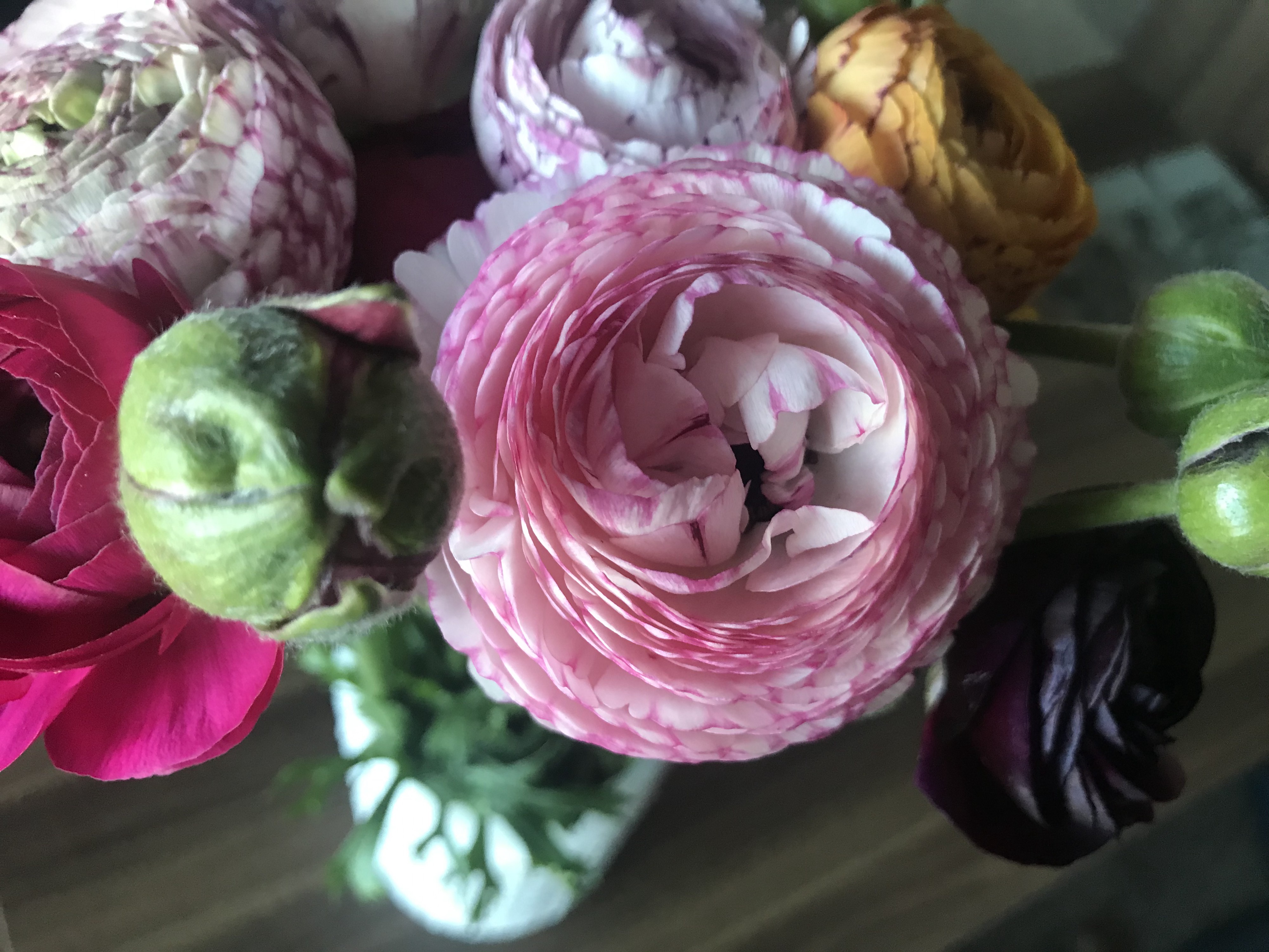 Ranunculus Season bringforth