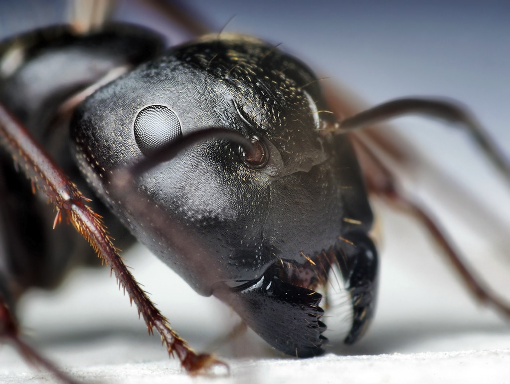 How can you get rid of black carpenter ants? Bringit Home
