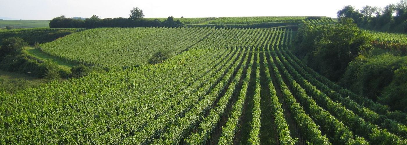 Agricultura extensiva Brioagro