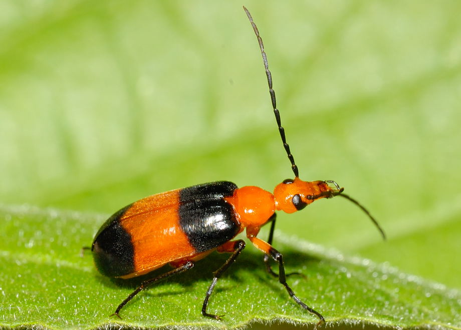 Family Meloidae Blister Beetle, Zonitis sp.