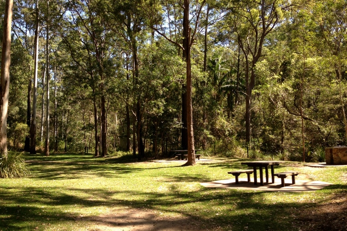 Cedar Creek Falls Mount Tamborine Brisbane Kids