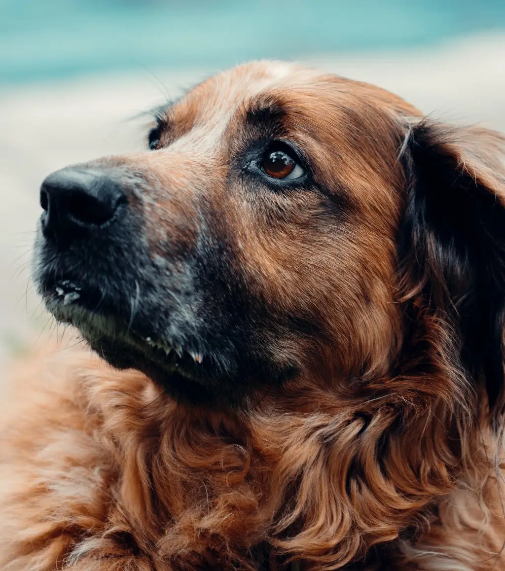 German Shepherd Golden Retriever Mix Breed Information