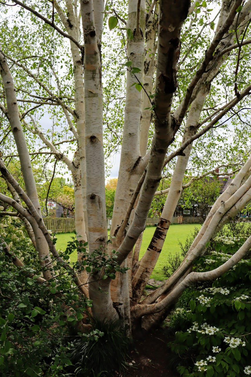 Bristol Tree Forum tree planting campaign free Birch, Alder and Oak